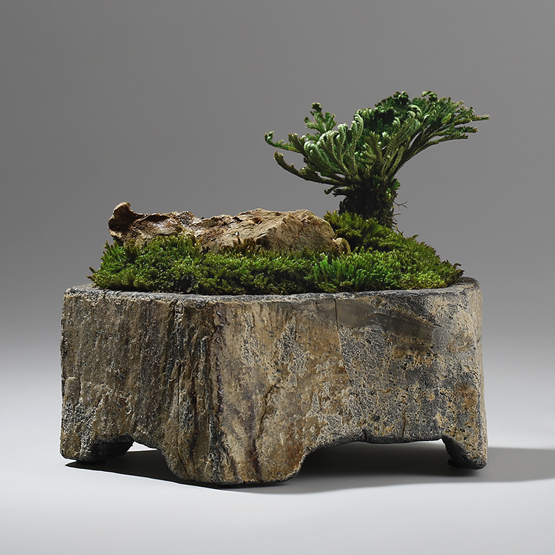 Bonsai Garden Chinese Garden - Bazan Lọ Hoa Thực Vật Mọng