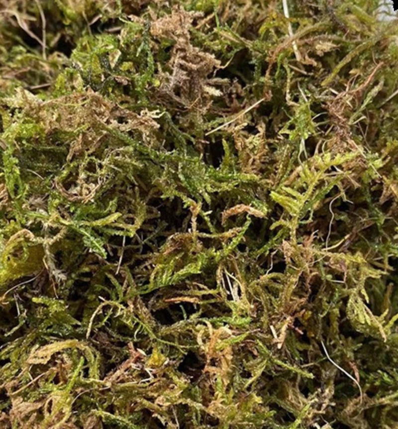 Sphagnum Moss Bag - Dry Sphagnum Moss Orchid Succulent Seedling
