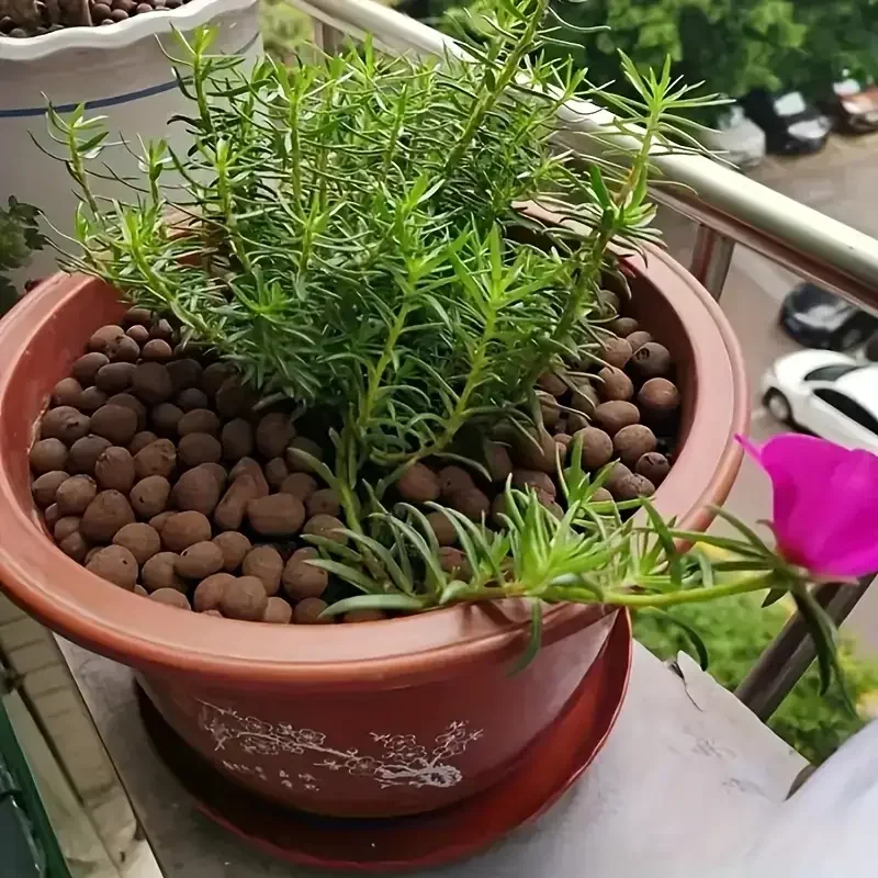 500g/packGarden Hydroponic Exp - đánh giá và giá Sphagnum Moss Bag