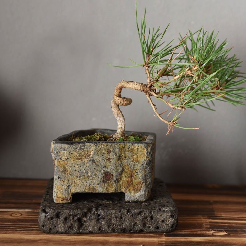 Bazan Lọ Hoa Thực Vật Mọng Nướ - đánh giá và giá Bonsai Garden Chinese Garden
