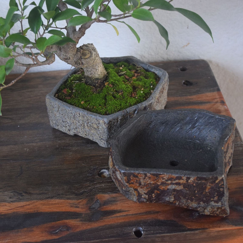 Bazan Lọ Hoa Thực Vật Mọng Nướ - đánh giá và giá Bonsai Garden Chinese Garden
