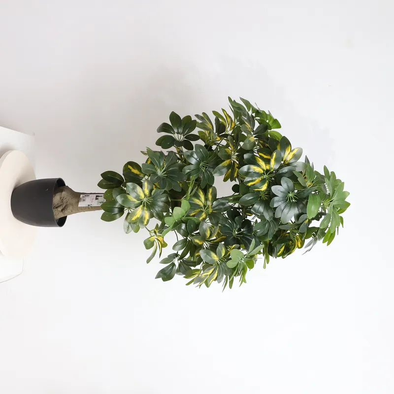 Wholesale Factory Direct Price - đánh giá và giá Bonsai Garden Price