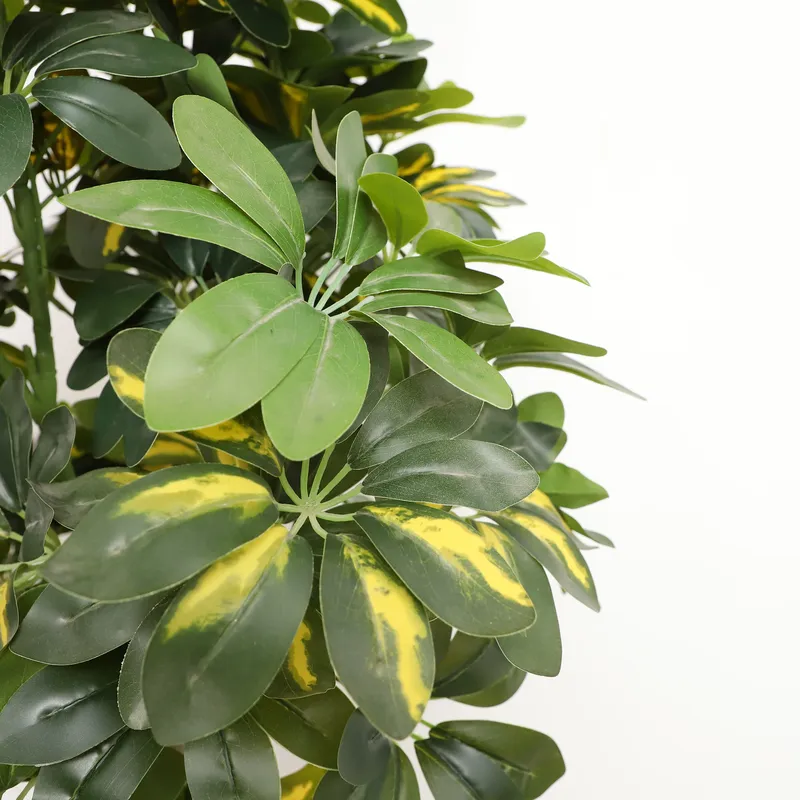 Wholesale Factory Direct Price - đánh giá và giá Bonsai Garden Price