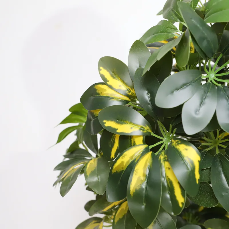 Wholesale Factory Direct Price - đánh giá và giá Bonsai Garden Price