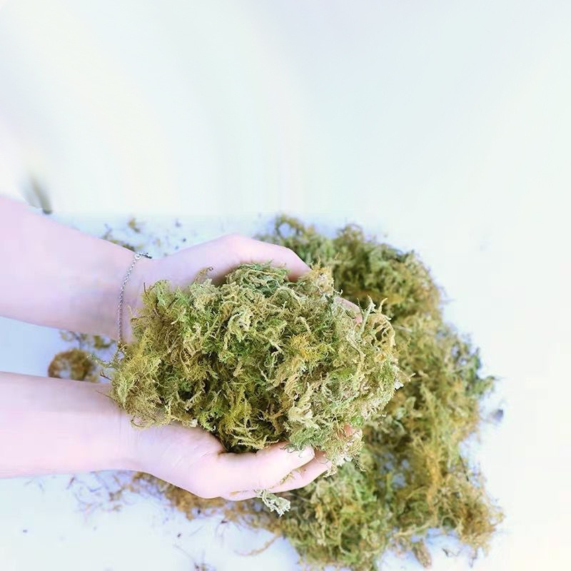 Dry Sphagnum Moss Orchid Succu - đánh giá và giá Sphagnum Moss Bag