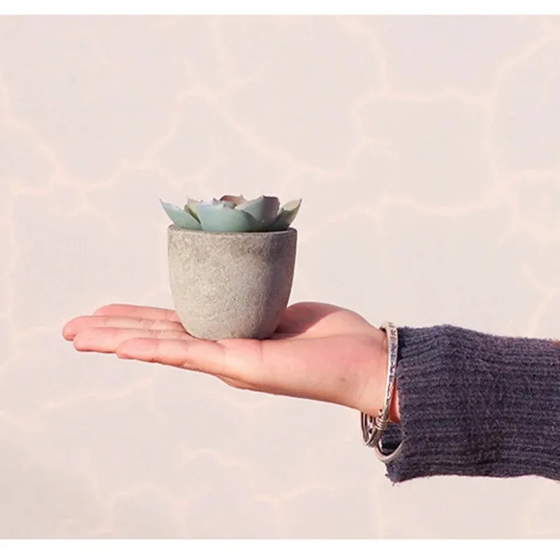 Mini Artificial Aloe Plants Bo - đánh giá và giá Bonsai Garden Sushi
