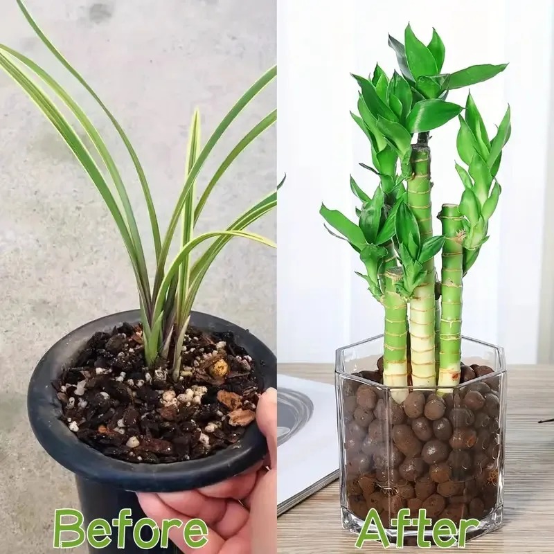 1pc Garden Hydroponic Expanded - đánh giá và giá Sphagnum Moss Bag